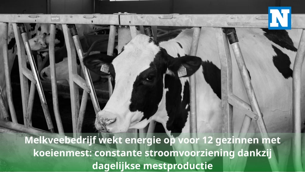Melkveebedrijf-wekt-energie-op-voor-12-gezinnen-met-koeienmest-constante-stroomvoorziening-dankzij-d